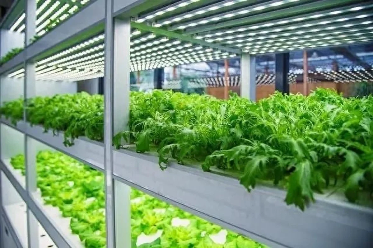 У Китаї відкривається найвища у світі безлюдна овочева ферма