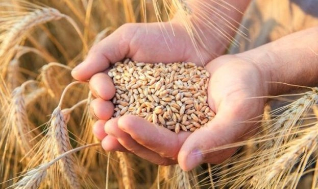 Експортувати “чорне зерно” стане важко: досвід Одещини хочуть законодавчо поширити на всю Україну