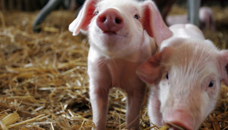 Фермери з Чернігівщини вивели породу свиней, адаптованих до умов традиційного сільського утримання