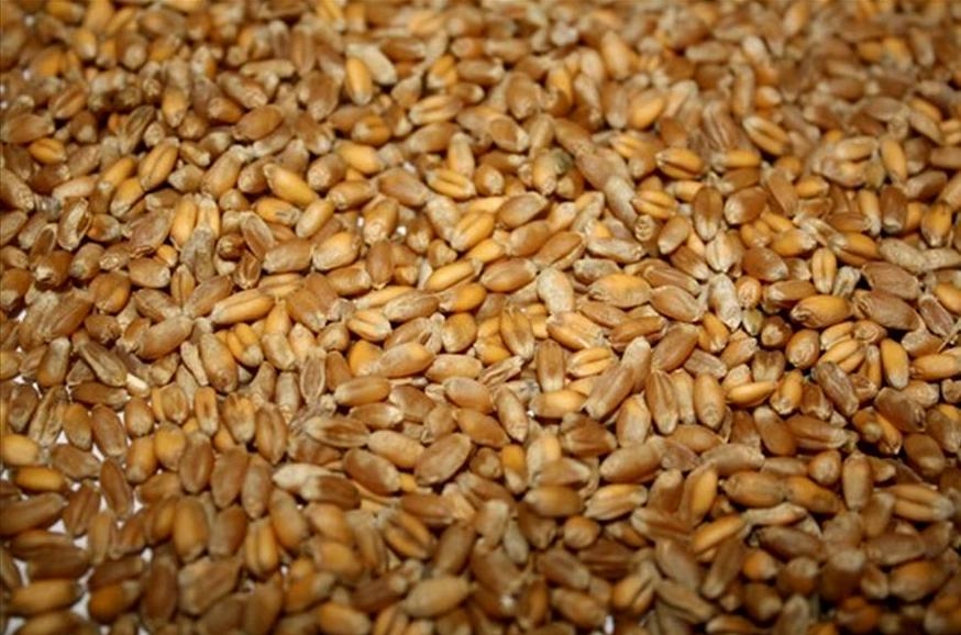 Українська фуражна пшениця зрівнялась в ціні з кукурудзою та навіть торгується на декілька доларів вище