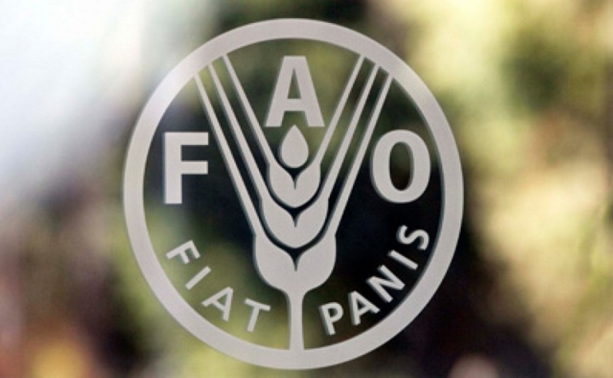 Світове виробництво зернових зросте – прогноз ФАО