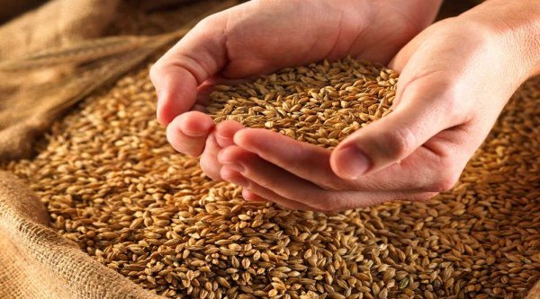 В Україні зберігається тенденція підвищення цін на продовольчу пшеницю
