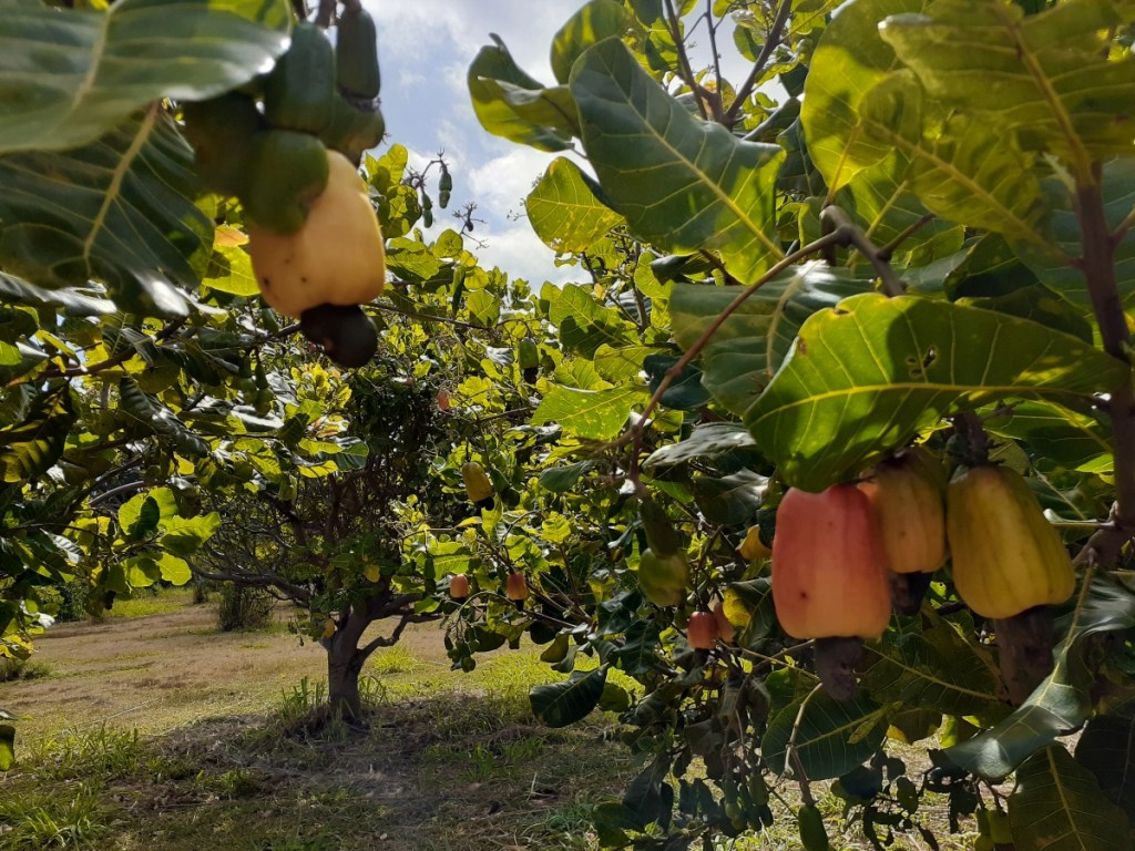 Поля популярного горіха, з якого роблять фуа-гра, сягнули розміру Гавайських островів