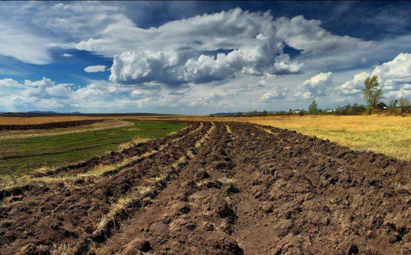 В Україні немає ажіотажу на ринку землі – Мінагрополітики