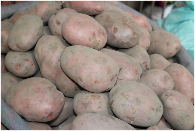 Українські фермери намагаються й надалі підвищувати ціни на картоплю