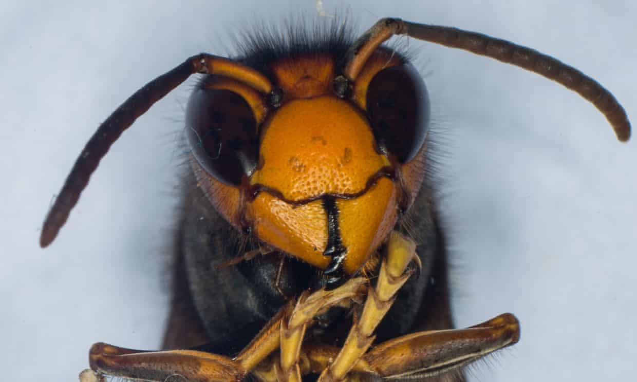 В Європі азіатські шершні влаштували геноцид медоносних бджіл