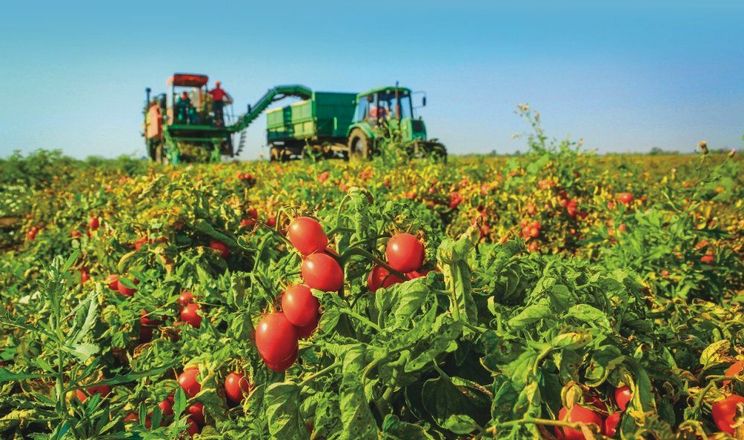 Україна відкотилася на 19 місце з виробництва томатів у світі