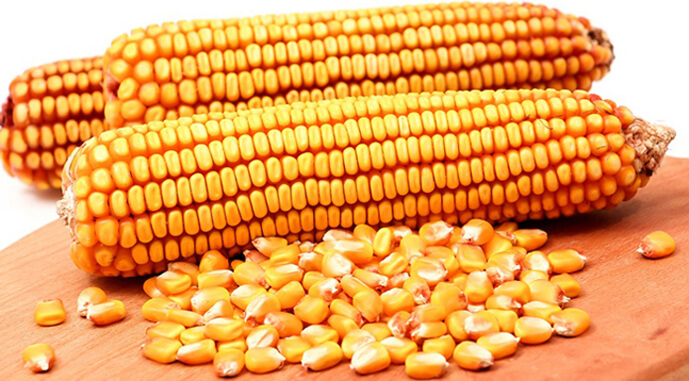 Попит на кукурудзу наситився, але ціни не падають