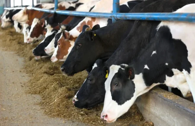 Україна заборонила ввезення м’ясних продуктів зі Швеції, США та Іраку: в чому причина