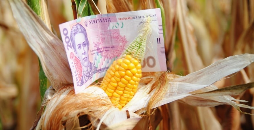 На ринку пшениці та кукурудзи трейдери намагаються штучно занизити ціни