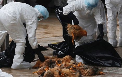На Сумщині виявили пташиний грип: загинуло майже сто голів птиці