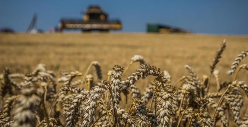 Відновлення попиту на українську пшеницю в портах підтримує ціни