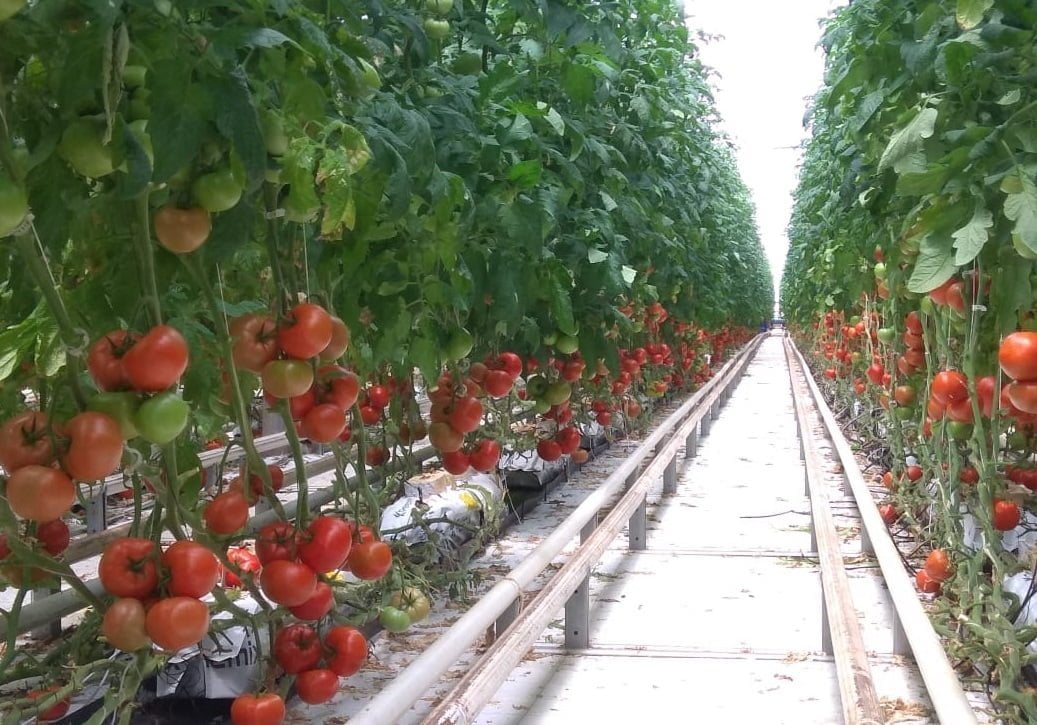 Скорочення пропозиції помідорів призвело до зростання цін в Україні