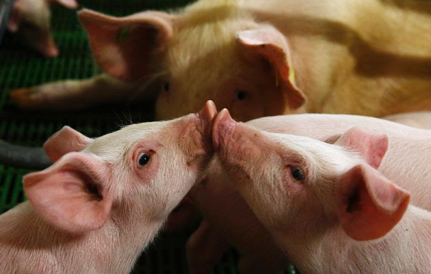 Ціна на живець свиней упала до 51,8 грн/кг