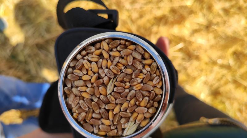 Ціни на українську пшеницю падають