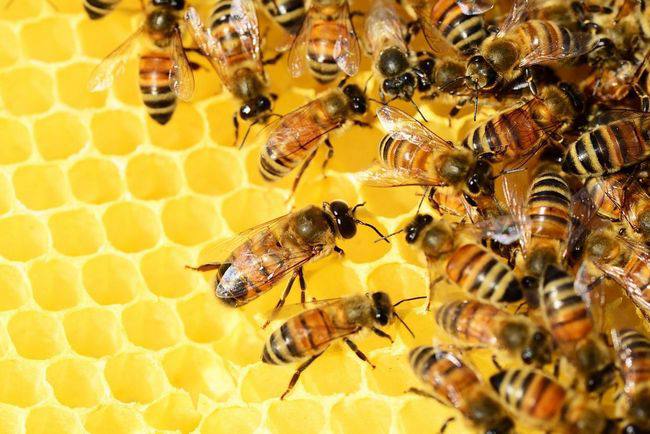 У Мінагрополітики обговорили розвиток бджільництва