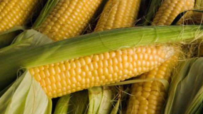 Закупівельні ціни на кукурудзу в Україні падають