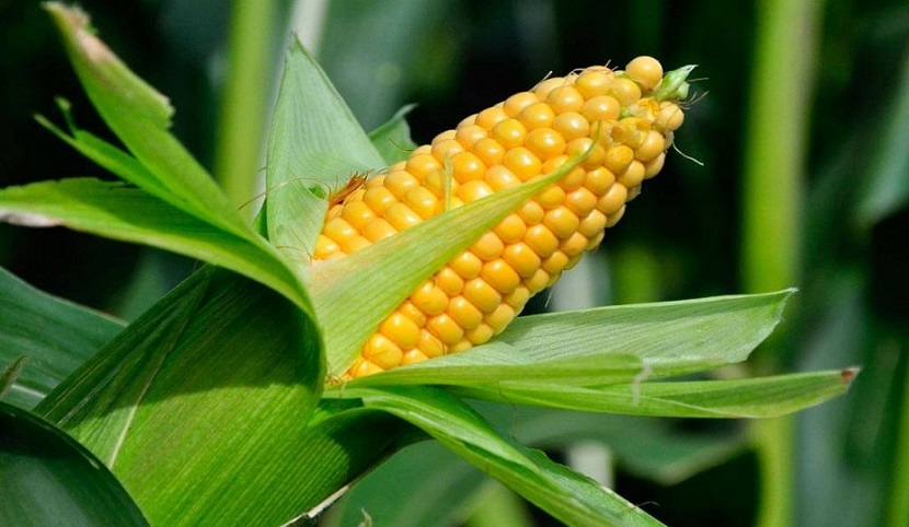 Українські фермери різко зменшили продажі кукурудзи на тлі низьких закупівельних цін