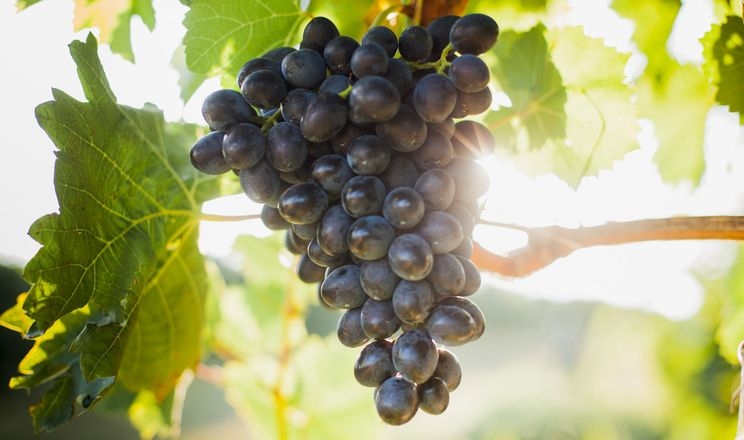 Молдова вирощує найбільше в світі винограду на душу населення