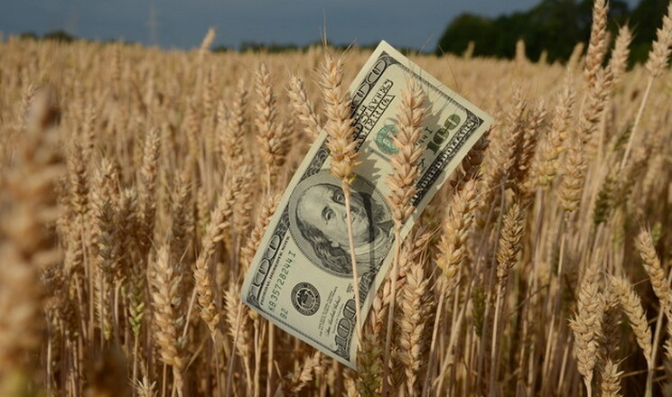 Ціни на українську пшеницю продовжили поступове сповзання