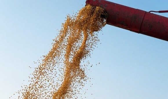 На ринок ЄС постачається втричі більше російського зерна, ніж українського