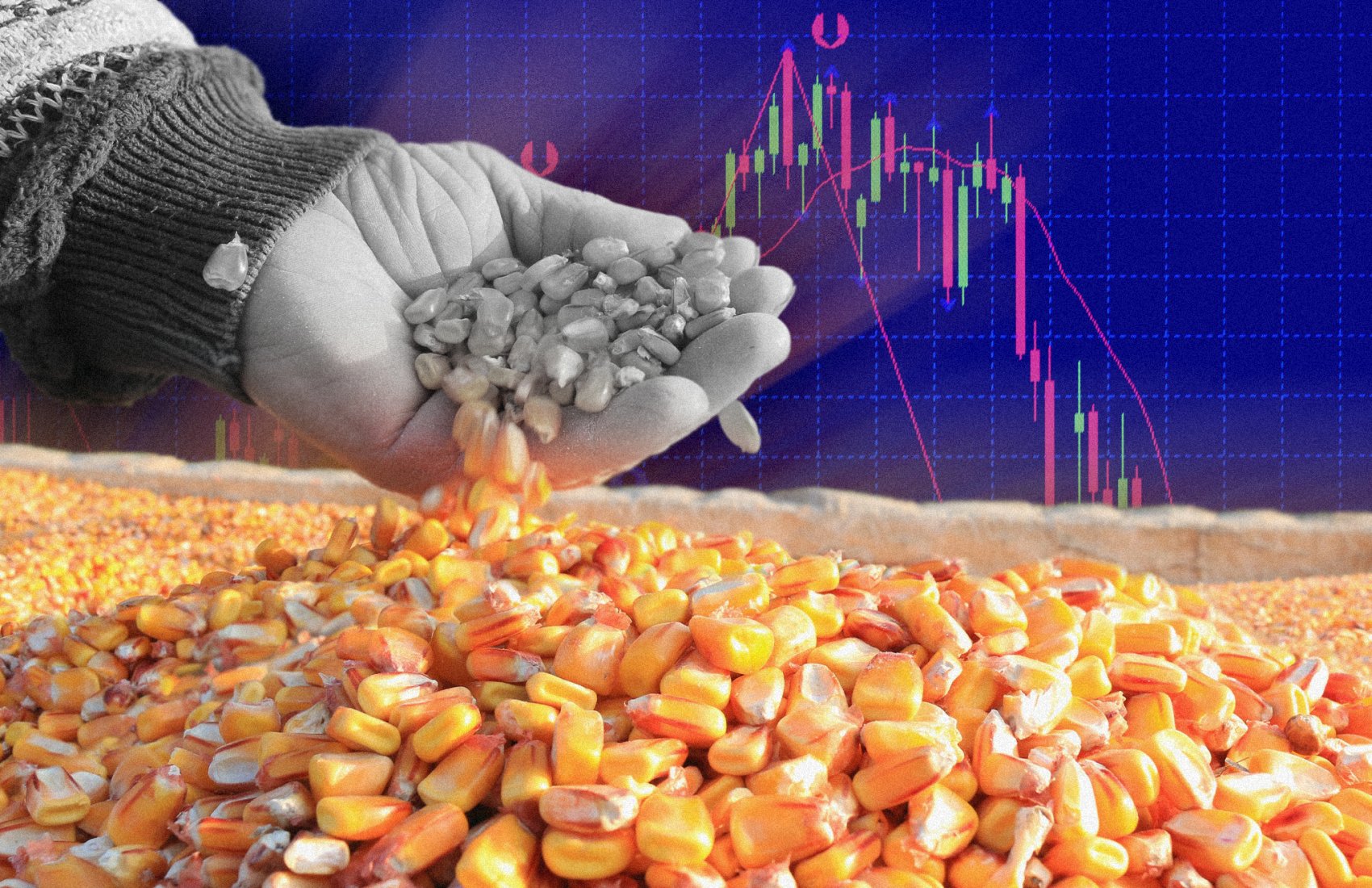 Українська кукурудза коштує дешевше собівартості: продавати чи зачекати