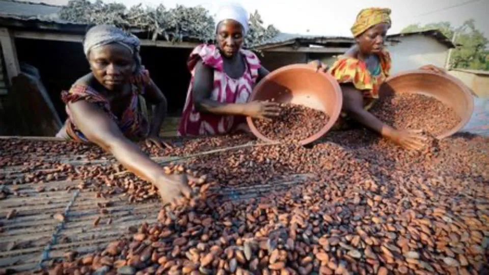 Шоколад здорожчає: ціни на какао в світі злетіли до рекордного максимуму