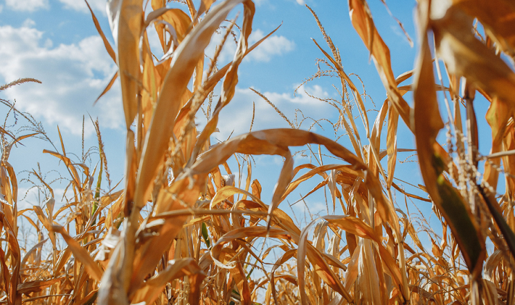Кукурудза буде найменш рентабельною серед інших сільгоспкультур в Україні