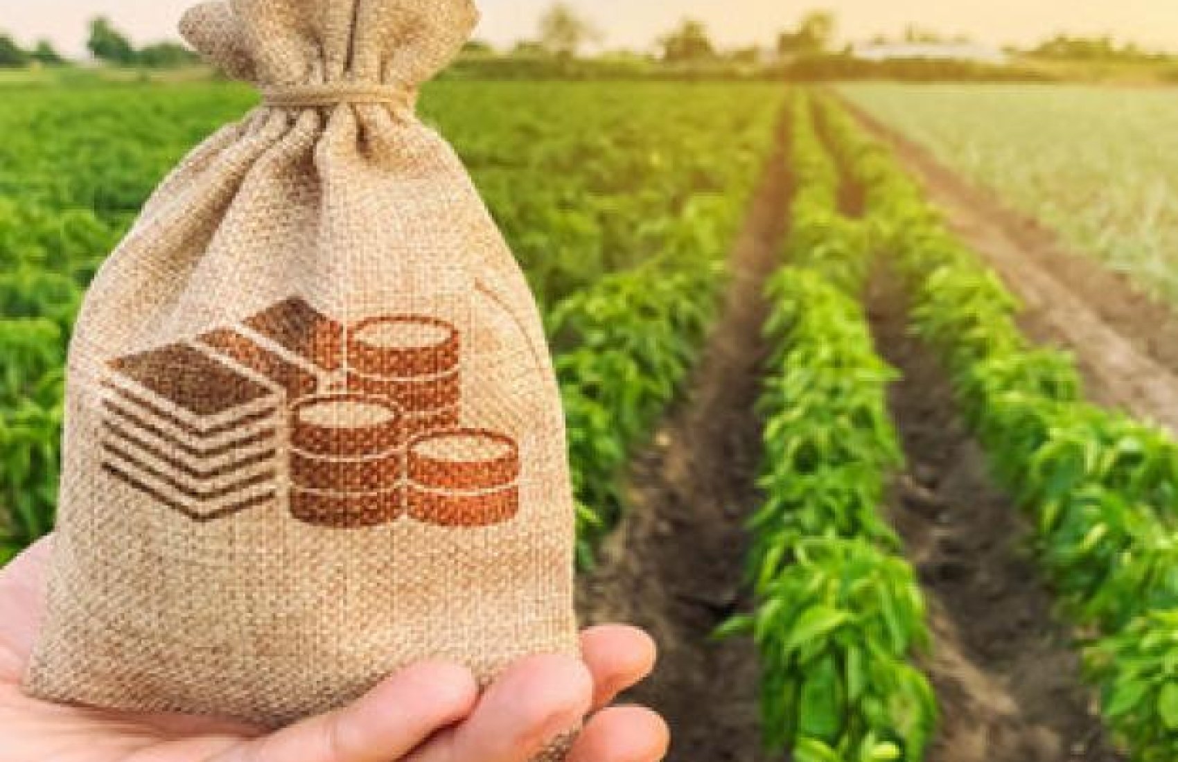 З початку року агрогосподарства отримали 8,6 млрд гривень кредитів на розвиток