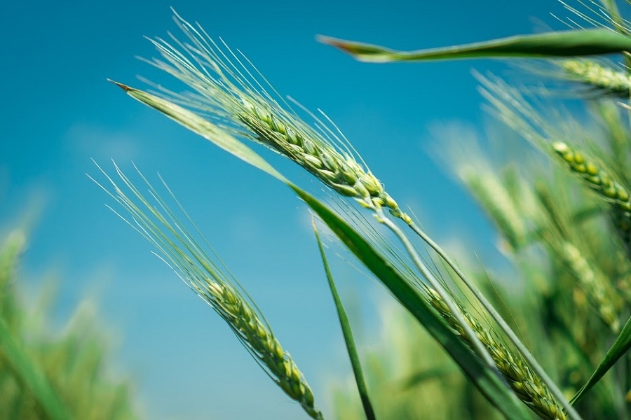 Ціни на пшеницю в Україні опускаються слідом за світовими котируваннями