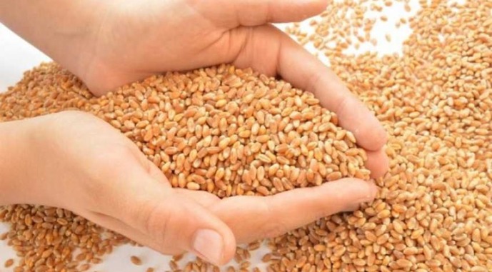 Переробники прогнозують ще більші проблеми з кількістю та якістю зерна