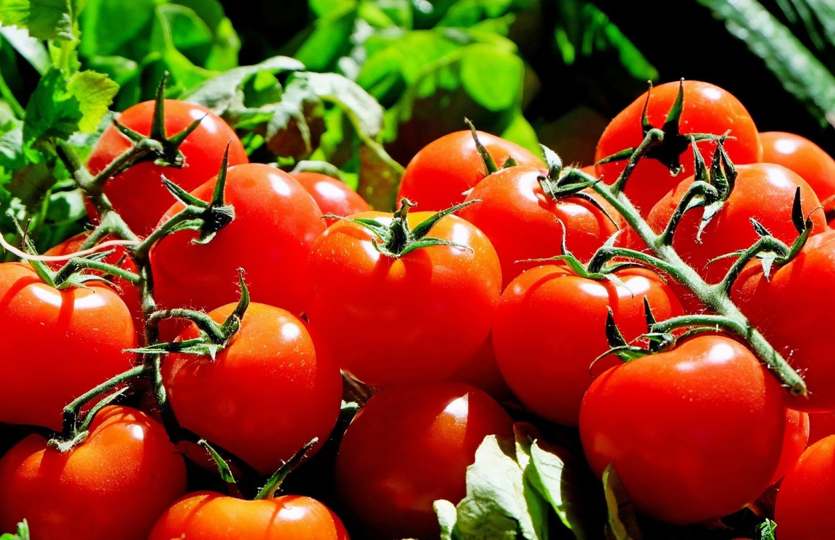 В Україні дешевшають помідори: які ціни