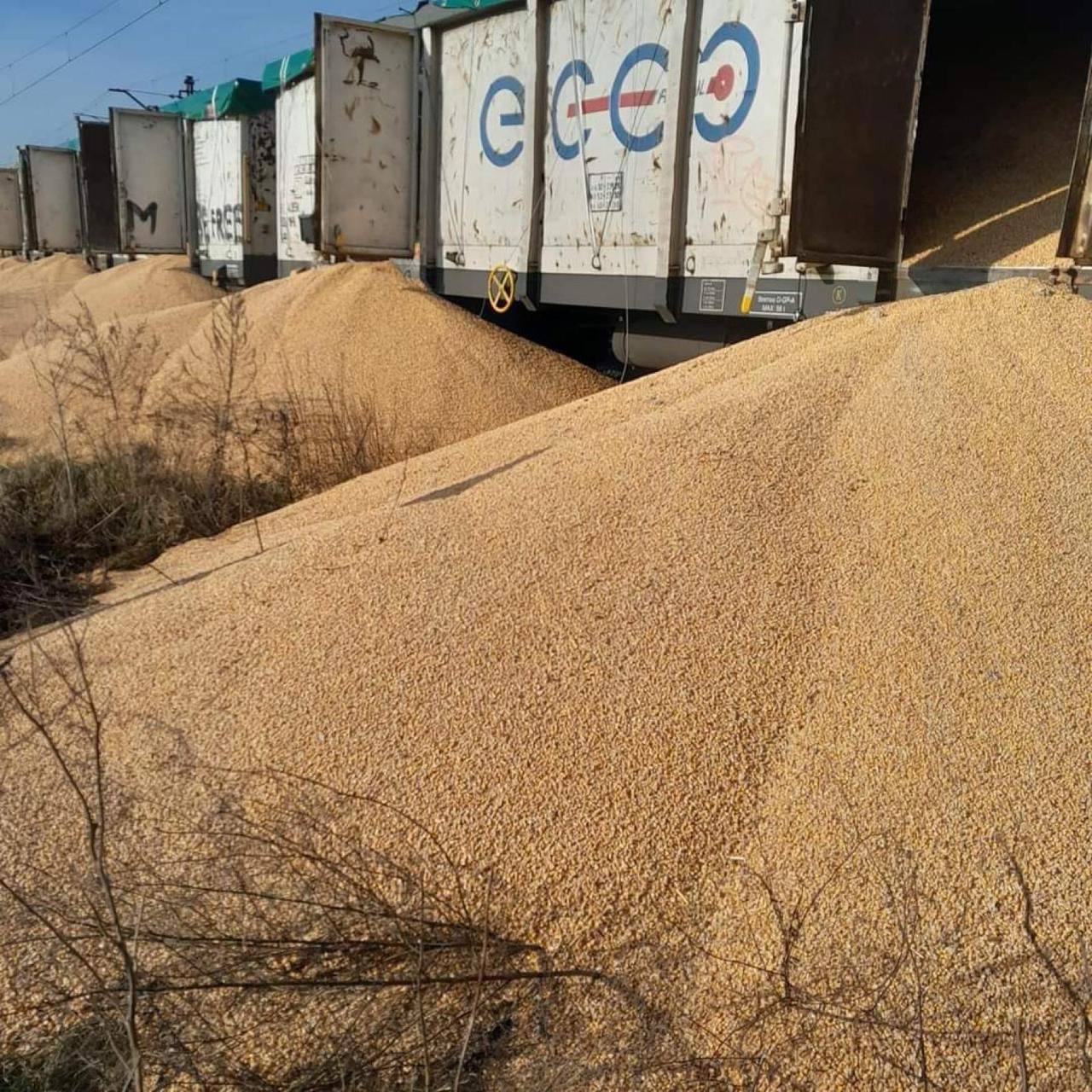 Польща не зможе зібрати 30 тонн розсипаної української кукурудзи: зерно направлять на утилізацію