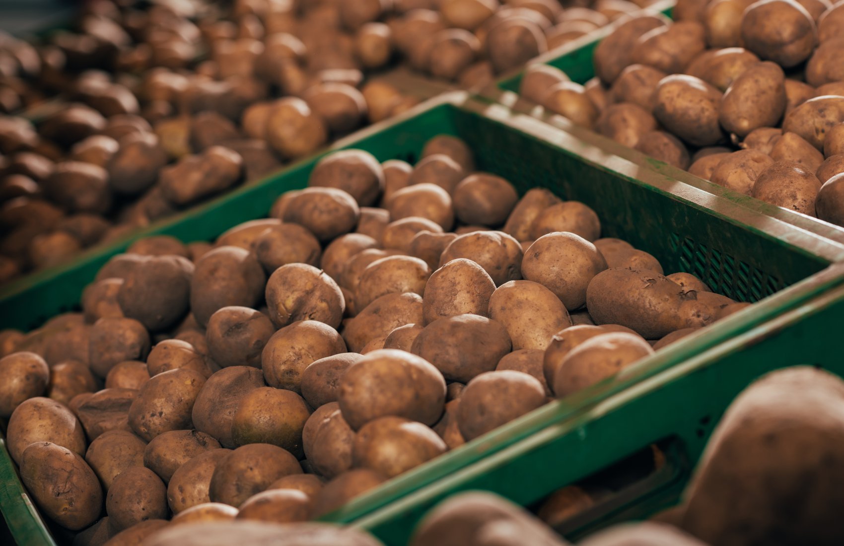 Попит на картоплю в Україні помітно впав: фермери вимушені знижувати ціни