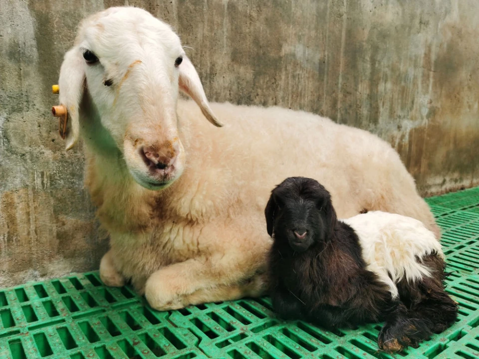 У Китаї вперше клонували тибетських кіз