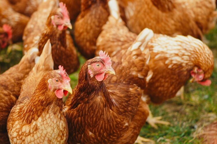 Поляки звинуватили МХП у руйнуванні ринку курятини: у компанії це спростовують