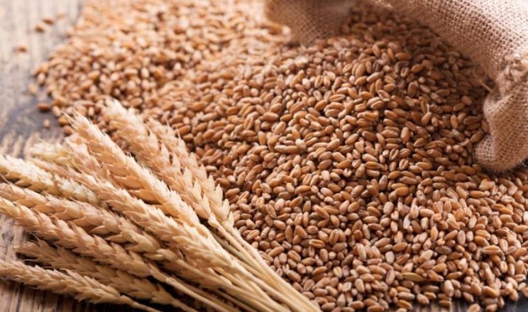 Ціни на пшеницю знижуються під тиском стриманого попиту