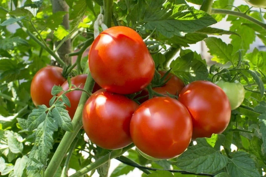 Чому знову подорожчали тепличні томати в Україні?