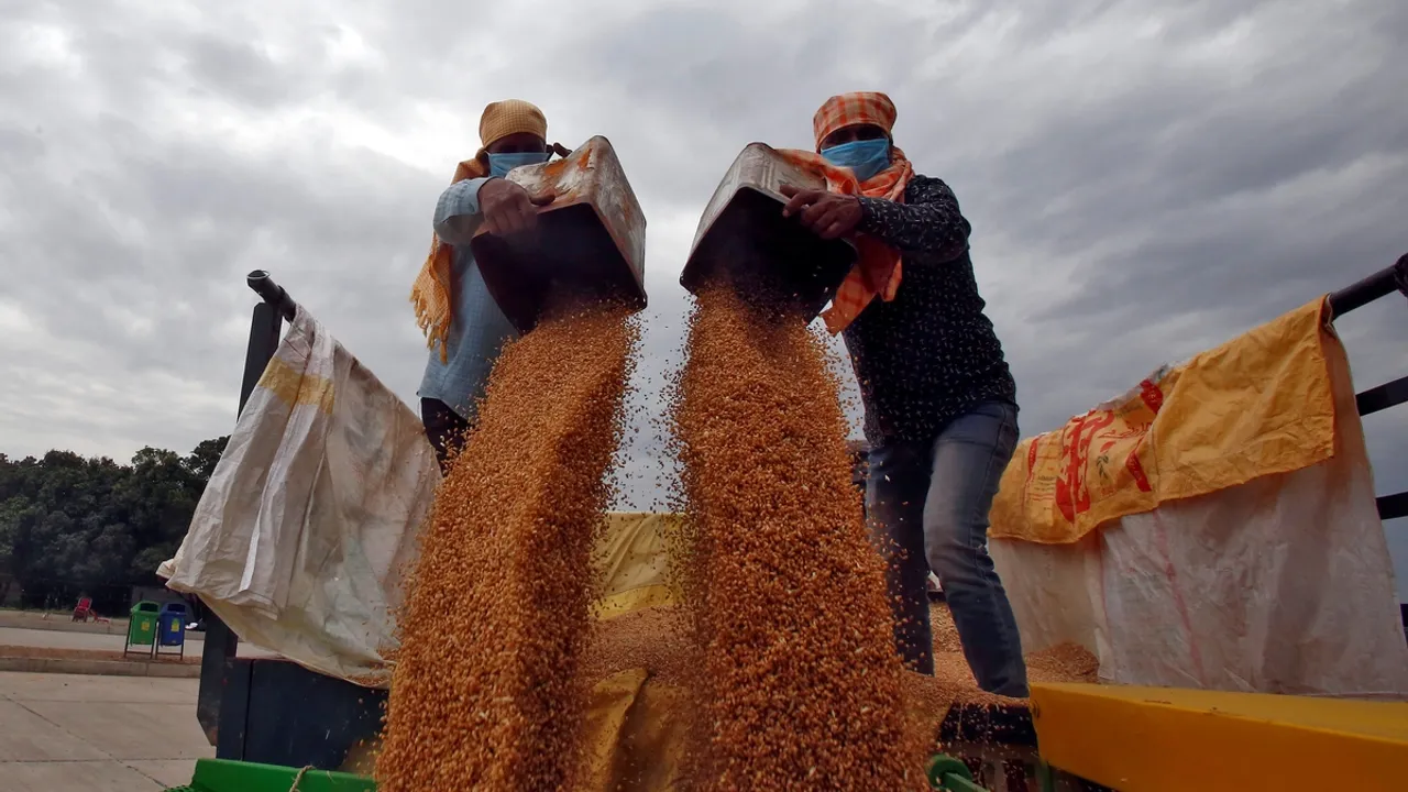 Індія прискорює закупівлі пшениці на фоні протестів фермерів, прагнучи створити запаси  