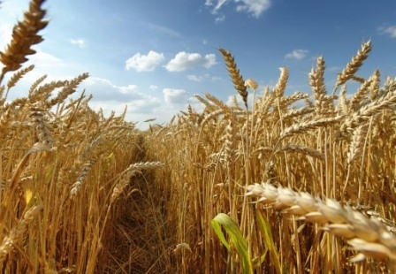 Світові ціни на пшеницю продовжують опускатися