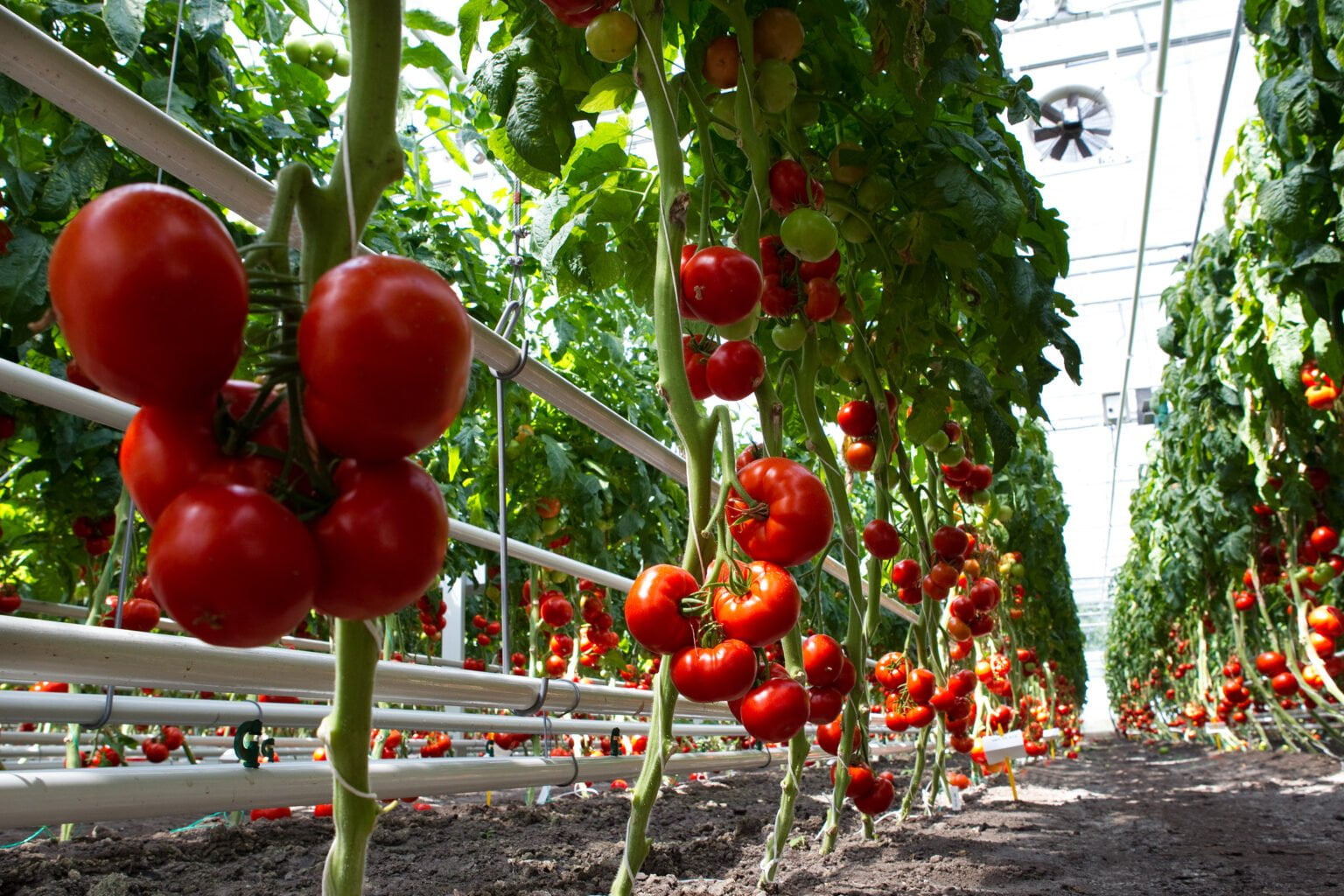 В Україні виник дефіцит тепличних томатів: які ціни