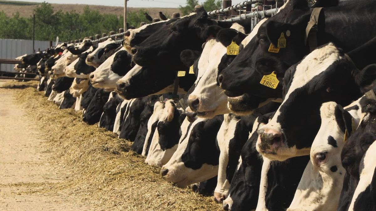 Невідома хвороба вражає молочних корів у США