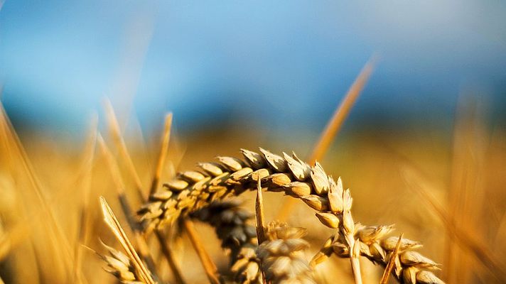 Зростають ціни на продовольчу пшеницю