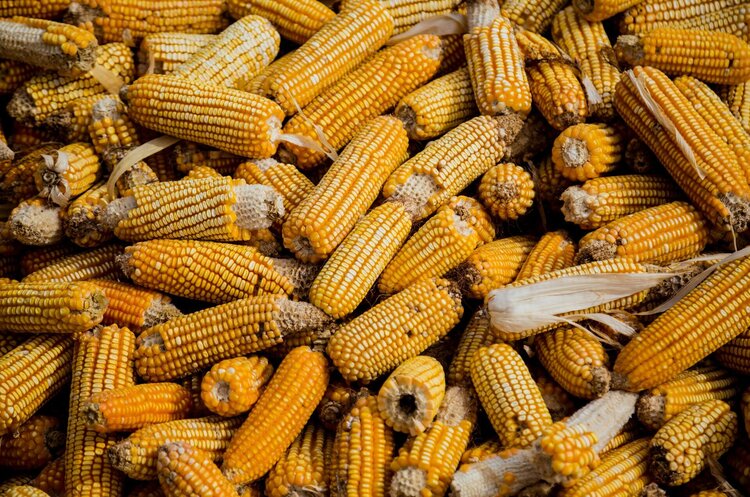 Пік попиту: українську кукурудзу скупляють Китай, ЄС, Туреччина та Єгипет