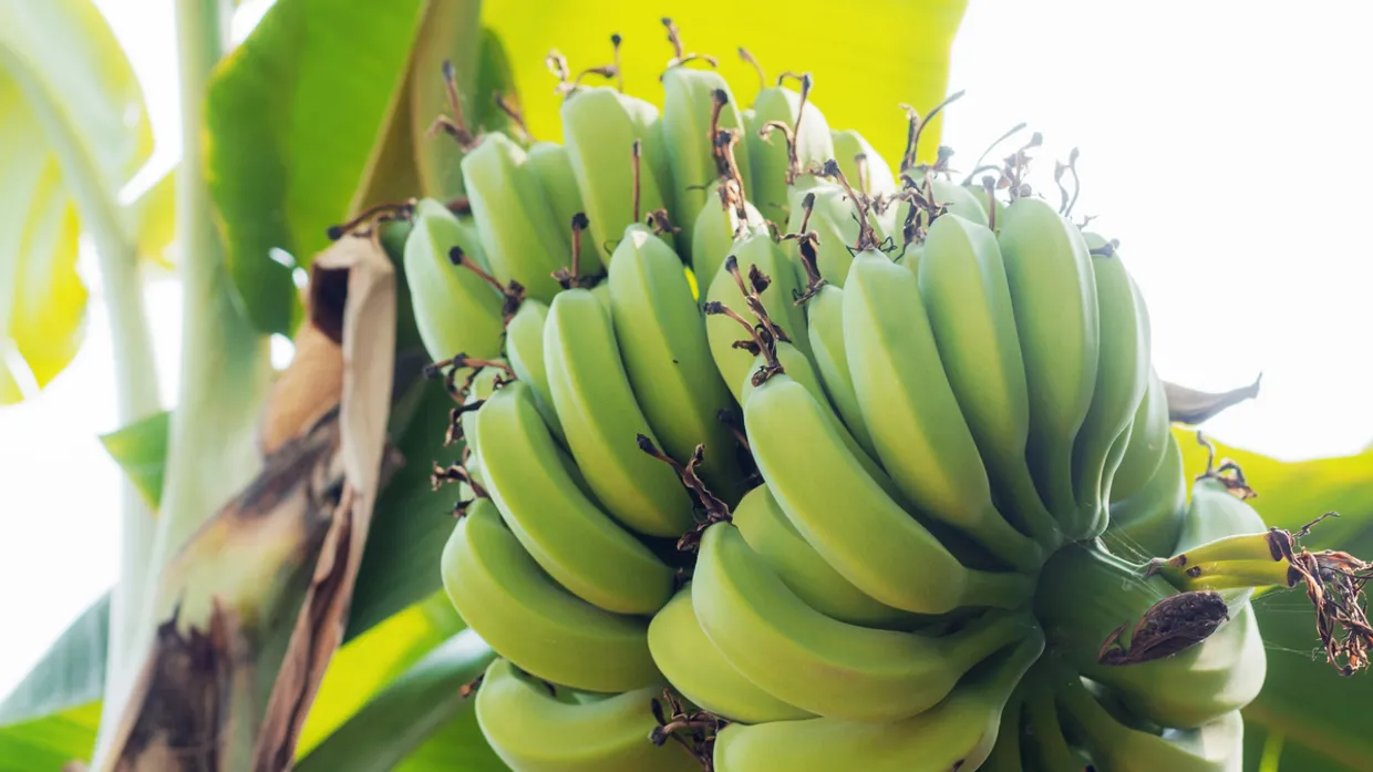 Глобальне потепління загрожує зростанням цін на банани