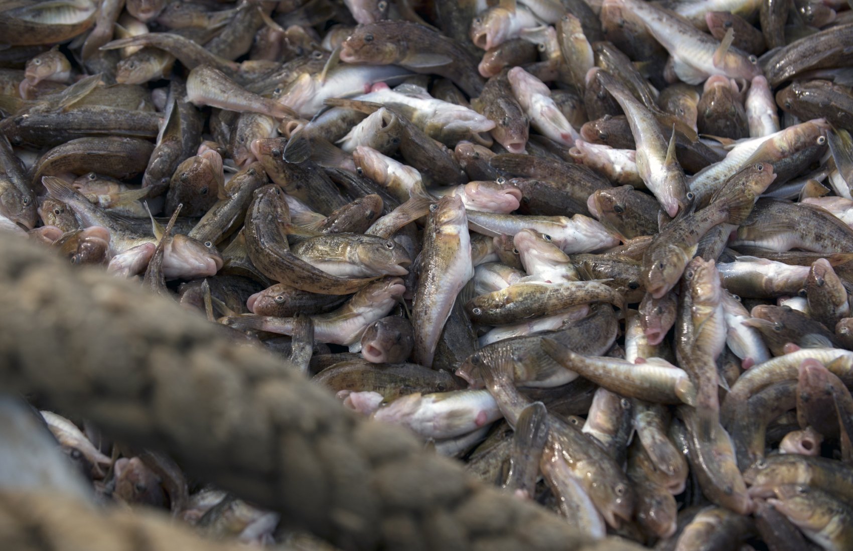 Улов риби в Україні втричі менший за довоєнний: кого й де ловлять