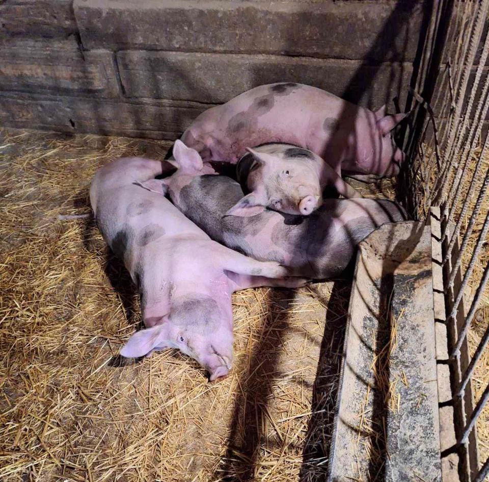 На Кіровоградщині умертвили 416 свиней через АЧС