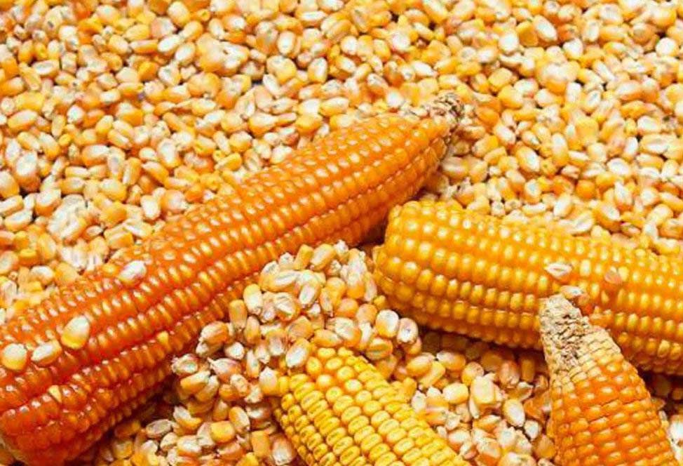 Очікується зростання імпорту кукурудзи до Японії