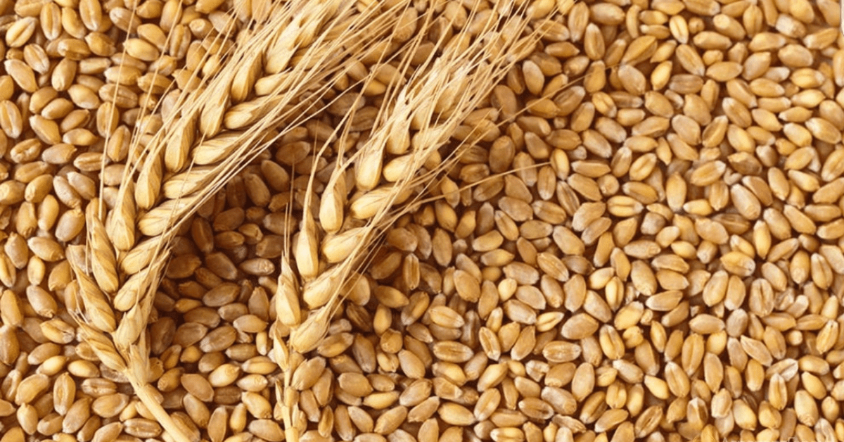 У Польщі сподіваються на припинення транзиту української пшениці та кукурудзи з 1 квітня