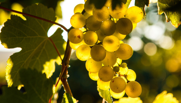 За гектар виноградника – 330 тисяч гранту: Кабмін вніс зміни у програму єРобота